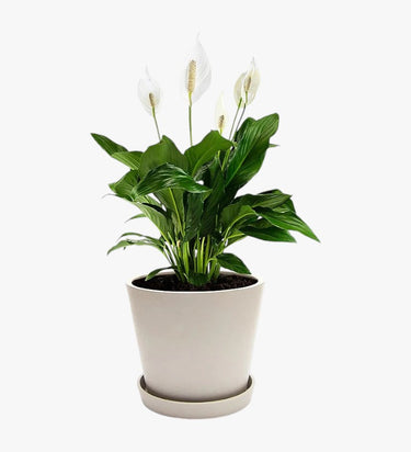 Spathiphyllum Plant - Peace Lily - White Sails - Spathe Flower